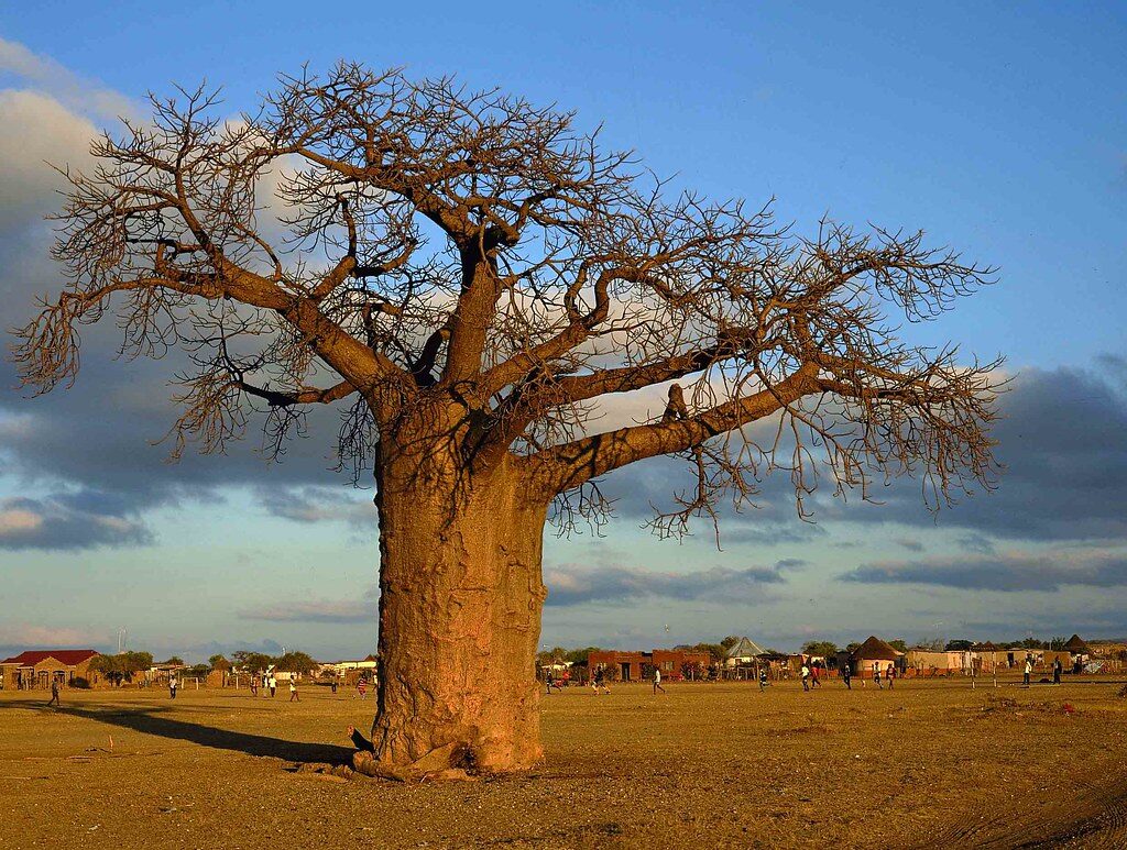 A baobab tree in the Limpopo bushveld