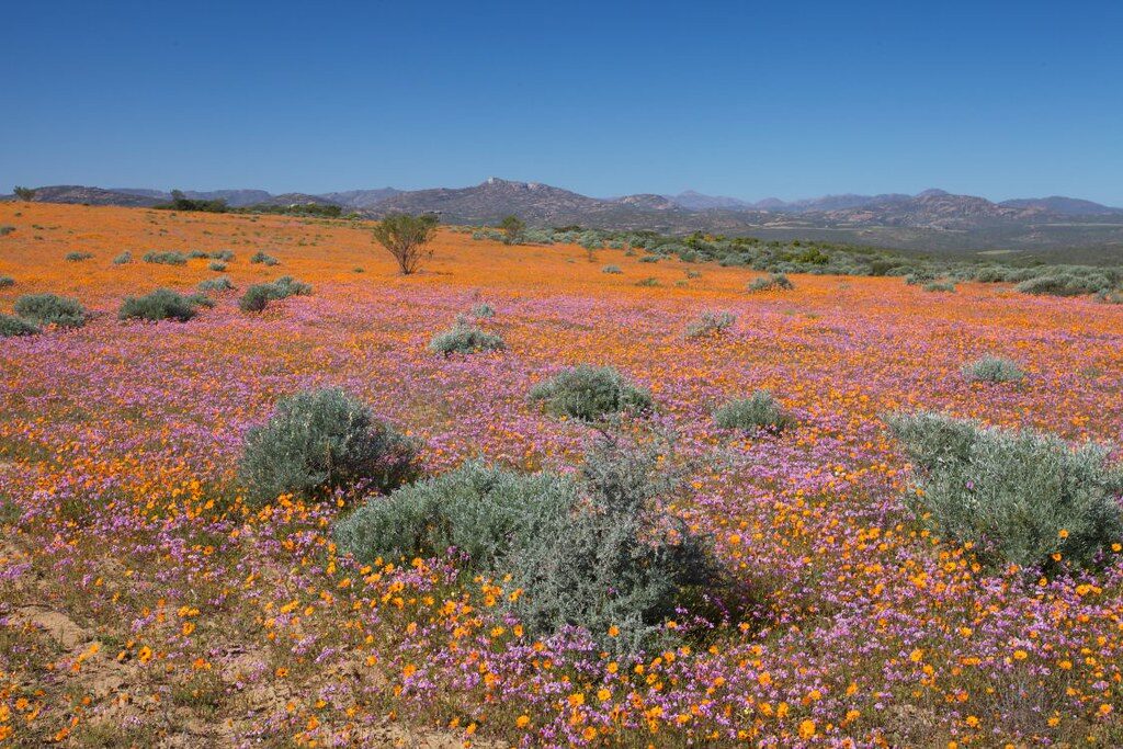 Spring flowers covering the veld in Namaqualand